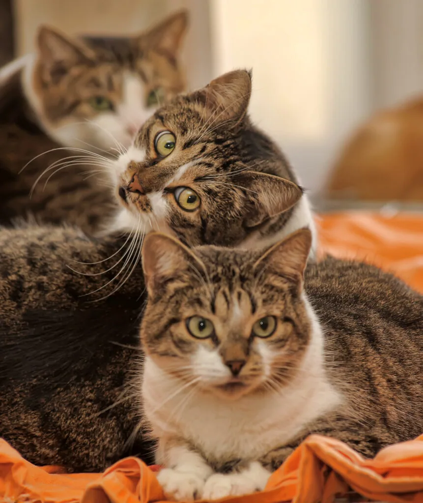 Tabby cat resting indoors