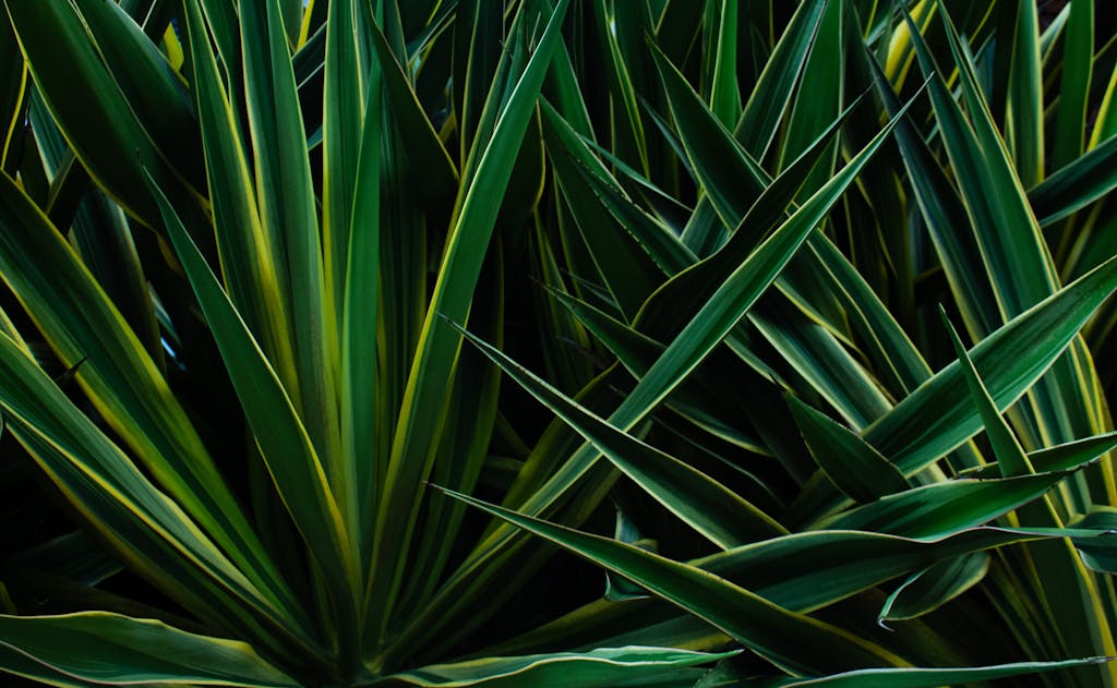 Close-up of lush green agave plant leaves showcasing natural beauty in Colombia.